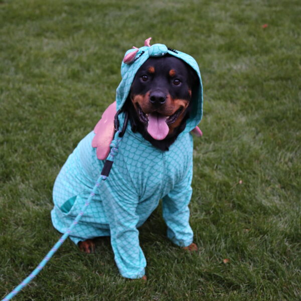 dog in a mermaid costume